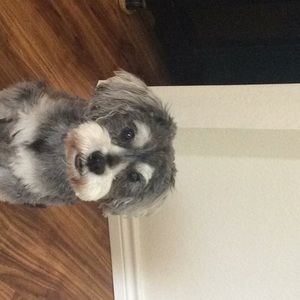 Meet your Posher, Donna